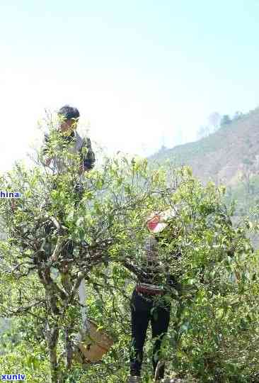 勐库冰岛古树精制茶-勐库冰岛古树精制茶厂