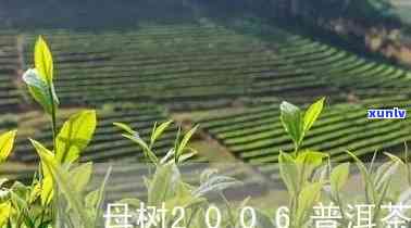 2006年勐库母树茶，探寻茶叶珍品：2006年勐库母树茶