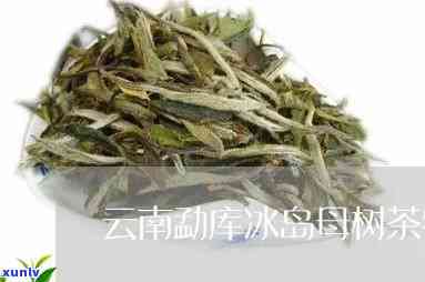 勐库母树茶有冰岛料-勐库母树茶价格