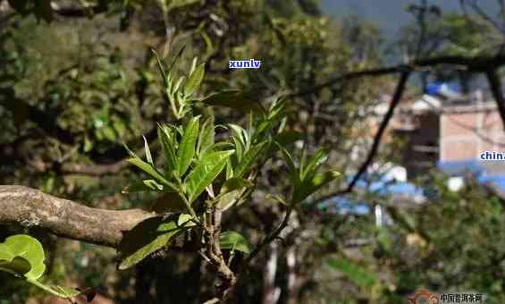 云南冰岛古树茶树图片，探索云南：冰岛古树茶树的美丽图片