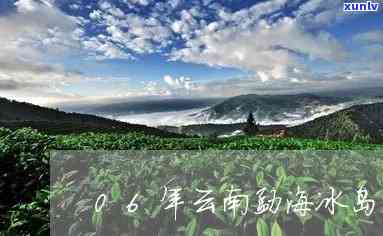 云南动海冰岛古树茶-云南勐海冰岛古树茶