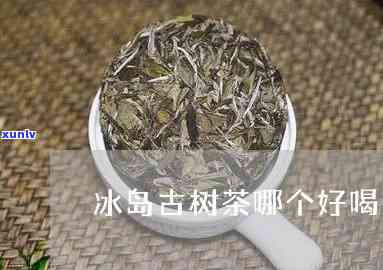 冰岛古树茶哪款好喝-冰岛古树茶哪款好喝一点