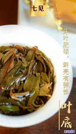 冰岛古树茶口感特点全面解析：熟茶、老寨与南迫的区别