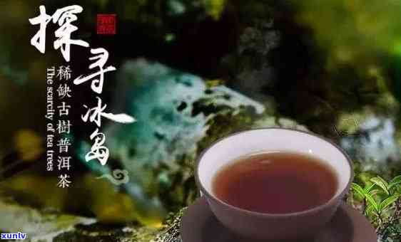 冰岛300年古树茶是什么茶，探秘冰岛300年古树茶：历悠久的珍贵茗品