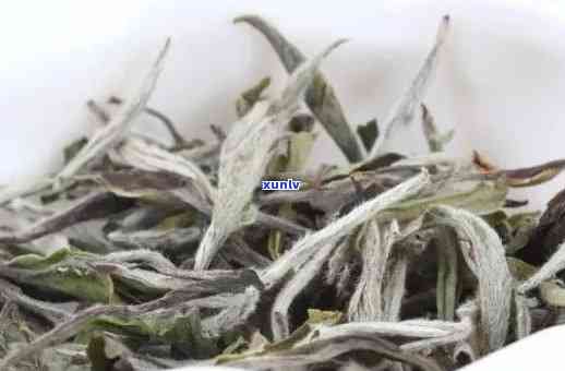 白茶和冰岛茶哪个好喝？口感、级别、价格比较，详解功效与区别