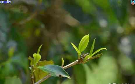 白茶和冰岛茶哪个好-白茶和冰岛茶哪个好喝