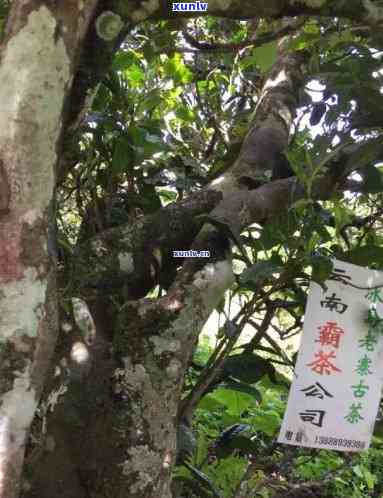 云南勐库冰岛母树茶特制，探寻顶级茗茶：云南勐库冰岛母树茶特制