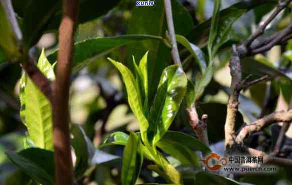 冰岛茶王的生长环境特点，揭秘冰岛茶王的生长环境特点