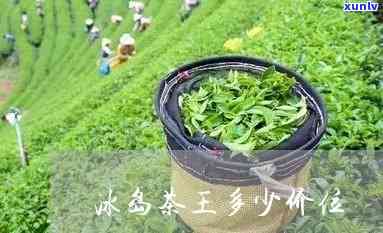 冰岛茶王的生长环境-冰岛茶王的生长环境是什么