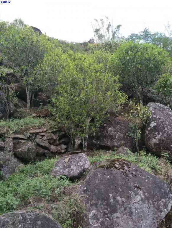 双江古茶谷茶厂冰岛分厂，【双江古茶谷茶厂冰岛分厂】——探寻世界顶级普洱茶的源头