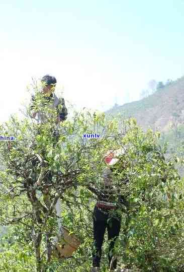 双江古茶谷茶厂冰岛分厂，【双江古茶谷茶厂冰岛分厂】——探寻世界顶级普洱茶的源头