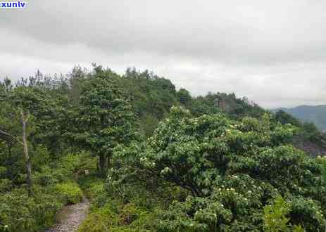 山什么茶叶比较好喝一点，推荐一款好喝的山茶叶