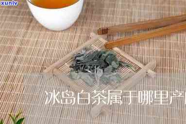 冰岛白茶多少钱一斤？它是的白茶吗？产地、功效与作用全解析