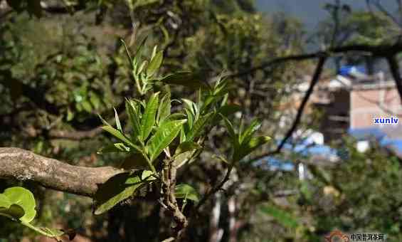 南冰岛古树茶批发-南冰岛古树茶场在哪