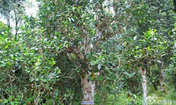 南冰岛古树茶批发-南冰岛古树茶场在哪