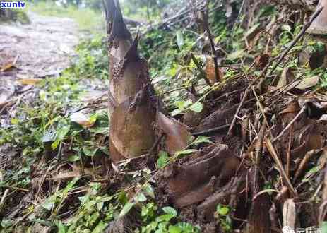 冰岛母树：全球珍稀茶树品种，口感独特，价格高昂