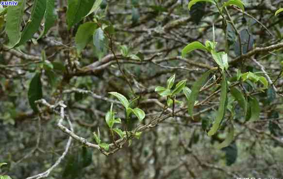 冰岛母树：全球珍稀茶树品种，口感特别，价格高昂