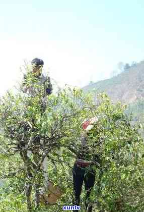 冰岛母树大概多少钱一斤，冰岛母树茶叶价格：每斤多少钱？