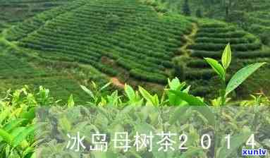 冰岛母树是哪里的茶-冰岛母树是哪里的茶叶品种