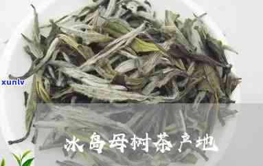 冰岛母树是哪里的茶-冰岛母树是哪里的茶叶品种