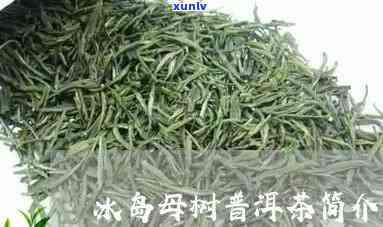 冰岛母树是哪里的茶-冰岛母树是哪里的茶叶品种