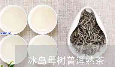 冰岛母树是哪里的茶-冰岛母树是哪里的茶叶品种