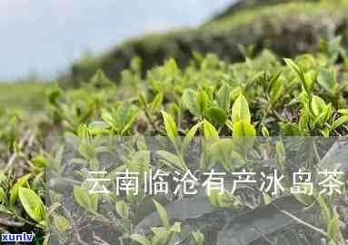 冰岛茶在临沧哪里卖-冰岛茶在临沧哪里卖的