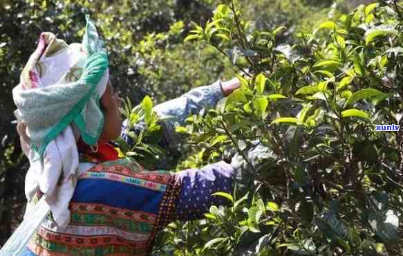 冰岛茶在临沧哪里卖-冰岛茶在临沧哪里卖的