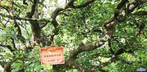 冰岛地界古树茶口感特点，探秘冰岛地界：古树茶的独特口感特征