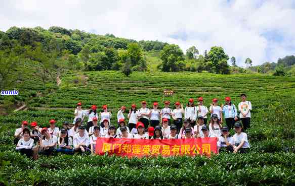 草木间茶业，探索自然之味：草木间茶业的茶叶之旅