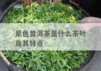 紫色的茶叶是什么茶-紫色的茶叶是什么茶叶