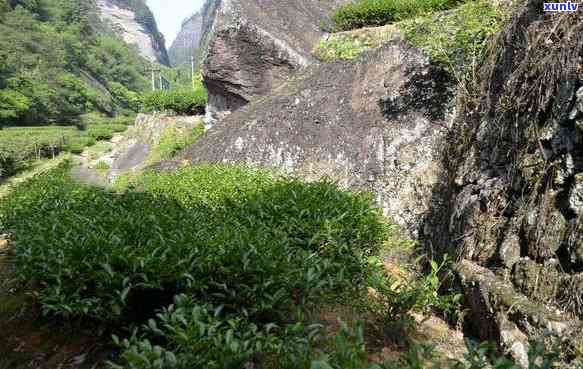 牛栏坑茶叶是什么茶-牛栏坑茶叶是什么茶类