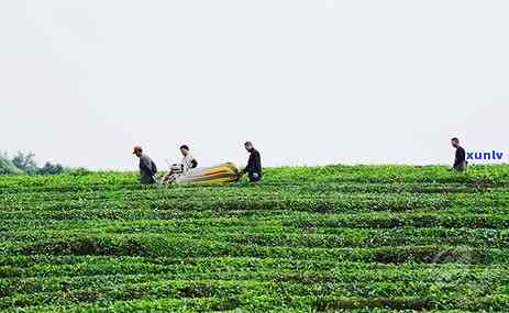 一颗颗茶叶是什么茶-一颗颗的茶叶是什么茶