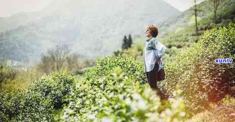 圆圆的茶叶是什么茶类，解密茶叶：探讨圆圆的茶叶属于哪一类？