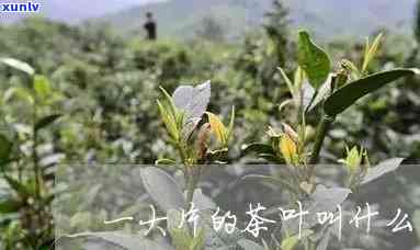 一片片的茶叶是什么茶？它们可以用来泡茶或  大片茶叶。你知道吗？