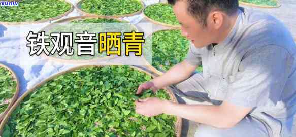 绿观音茶叶是什么茶叶，探秘绿观音茶叶：它到底属于哪种类型的茶？