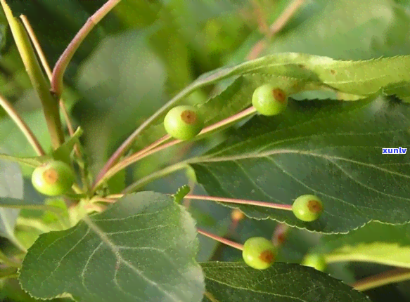 三皮罐茶叶是什么茶-三皮罐茶叶是什么茶类