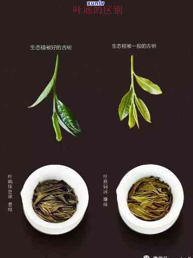 福满堂茶叶是什么茶种类，探究“福满堂茶叶”的茶种归属，一探究竟！