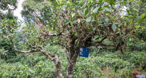 最差的茶叶是什么茶-最差的茶叶是什么茶叶