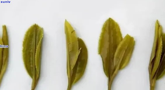 竖着的茶叶是什么茶名，茶叶呈竖状排列，这是什么茶的名字？