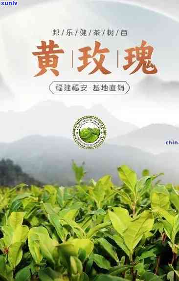 黄玫瑰茶叶是什么茶-黄玫瑰茶叶属于什么茶