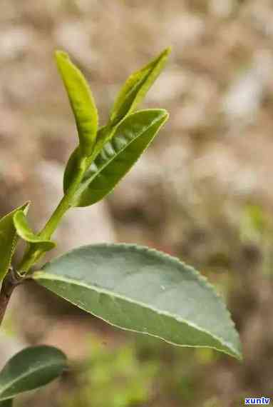 水金龟茶树图片，欣珍稀的水金龟茶树：美丽图片集锦