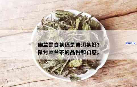 幽兰香茶叶：功效、百度百科与茶系介绍，寒性与否？揭开神秘面纱