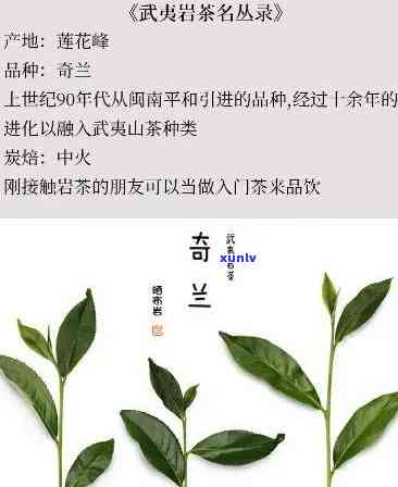 幽兰香茶叶：功效、百度百科与茶系介绍，寒性与否？揭开神秘面纱