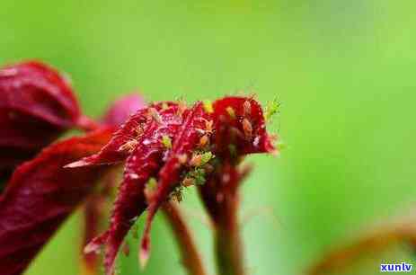 茶叶小芽好还是大芽好，茶叶小芽与大芽，哪种更好？