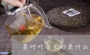 茶叶长长的是什么茶-茶叶长长的是什么茶树