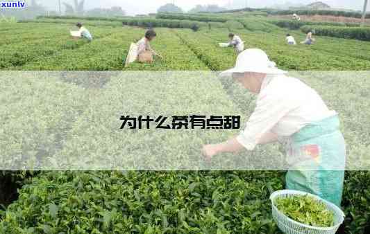 茶叶有点甜是什么茶-茶叶有点甜是什么茶啊