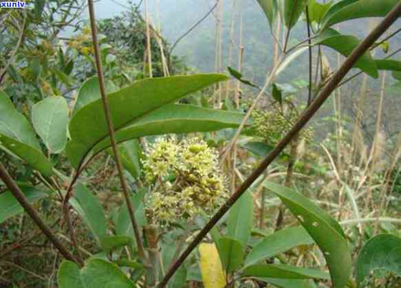 细小的茶叶是什么茶-细小的茶叶是什么茶叶