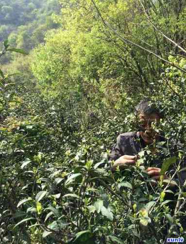 原生态茶叶是什么茶-原生态茶叶是什么茶叶啊