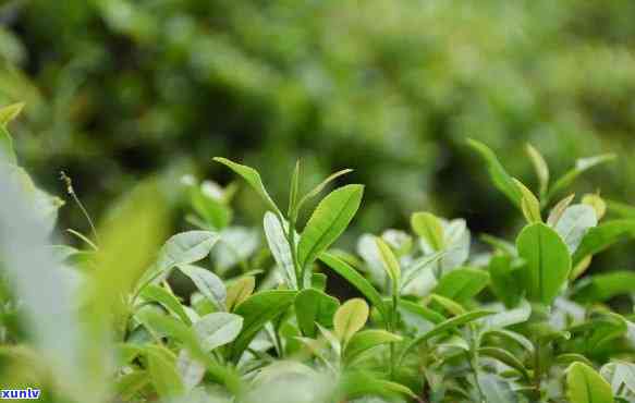 自然好味道茶叶，品味自然，享受好味道：探索自然好味道茶叶的世界